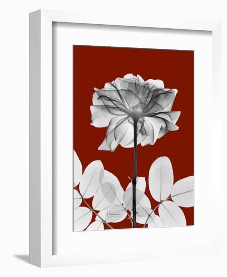 Tonal Rose on Crimson 2-Albert Koetsier-Framed Art Print