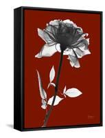 Tonal Rose on Crimson-Albert Koetsier-Framed Stretched Canvas