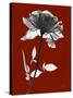 Tonal Rose on Crimson-Albert Koetsier-Stretched Canvas
