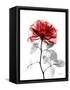 Tonal Rose on White 2-Albert Koetsier-Framed Stretched Canvas