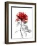 Tonal Rose on White 2-Albert Koetsier-Framed Art Print