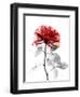 Tonal Rose on White 2-Albert Koetsier-Framed Art Print