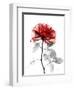 Tonal Rose on White 2-Albert Koetsier-Framed Art Print