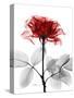 Tonal Rose on White-Albert Koetsier-Stretched Canvas