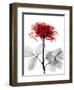 Tonal Rose on White-Albert Koetsier-Framed Art Print