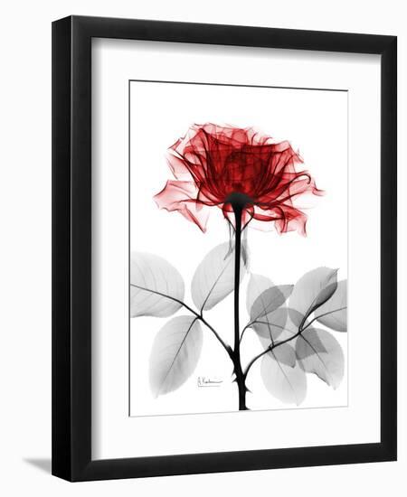 Tonal Rose on White-Albert Koetsier-Framed Art Print