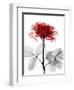 Tonal Rose on White-Albert Koetsier-Framed Art Print