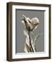 Tonal Tulip on Gray-Albert Koetsier-Framed Art Print