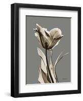 Tonal Tulip on Gray-Albert Koetsier-Framed Art Print