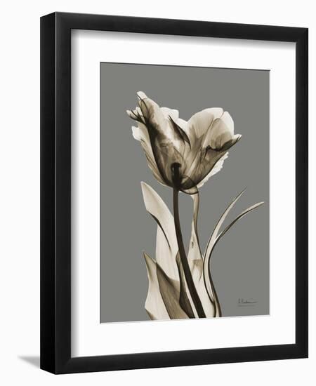 Tonal Tulip on Gray-Albert Koetsier-Framed Art Print