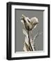 Tonal Tulip on Gray-Albert Koetsier-Framed Art Print