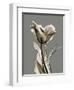 Tonal Tulip on Gray-Albert Koetsier-Framed Art Print