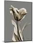 Tonal Tulip on Gray-Albert Koetsier-Mounted Art Print