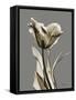 Tonal Tulip on Gray-Albert Koetsier-Framed Stretched Canvas