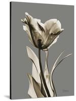 Tonal Tulip on Gray-Albert Koetsier-Stretched Canvas