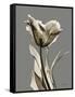 Tonal Tulip on Gray-Albert Koetsier-Framed Stretched Canvas