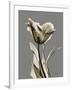 Tonal Tulip on Gray-Albert Koetsier-Framed Art Print