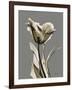 Tonal Tulip on Gray-Albert Koetsier-Framed Art Print