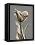 Tonal Tulip on Gray-Albert Koetsier-Framed Stretched Canvas