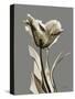 Tonal Tulip on Gray-Albert Koetsier-Stretched Canvas