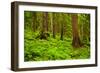 Tongass National Forest, Alaska-Mark A Johnson-Framed Photographic Print