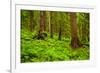 Tongass National Forest, Alaska-Mark A Johnson-Framed Photographic Print