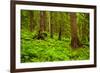 Tongass National Forest, Alaska-Mark A Johnson-Framed Photographic Print