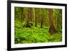 Tongass National Forest, Alaska-Mark A Johnson-Framed Photographic Print