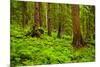 Tongass National Forest, Alaska-Mark A Johnson-Mounted Photographic Print