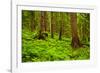 Tongass National Forest, Alaska-Mark A Johnson-Framed Photographic Print