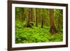 Tongass National Forest, Alaska-Mark A Johnson-Framed Photographic Print