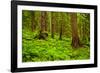 Tongass National Forest, Alaska-Mark A Johnson-Framed Photographic Print