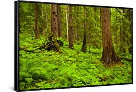 Tongass National Forest, Alaska-Mark A Johnson-Framed Stretched Canvas