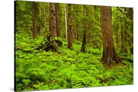 Tongass National Forest, Alaska-Mark A Johnson-Stretched Canvas