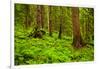 Tongass National Forest, Alaska-Mark A Johnson-Framed Photographic Print