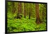 Tongass National Forest, Alaska-Mark A Johnson-Framed Photographic Print