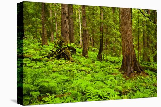 Tongass National Forest, Alaska-Mark A Johnson-Stretched Canvas