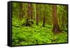 Tongass National Forest, Alaska-Mark A Johnson-Framed Stretched Canvas