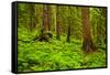 Tongass National Forest, Alaska-Mark A Johnson-Framed Stretched Canvas