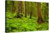 Tongass National Forest, Alaska-Mark A Johnson-Stretched Canvas