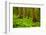 Tongass National Forest, Alaska-Mark A Johnson-Framed Photographic Print