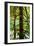 Tongass National Forest, Alaska-Mark A Johnson-Framed Photographic Print