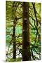 Tongass National Forest, Alaska-Mark A Johnson-Mounted Premium Photographic Print