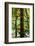 Tongass National Forest, Alaska-Mark A Johnson-Framed Photographic Print