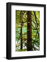 Tongass National Forest, Alaska-Mark A Johnson-Framed Photographic Print