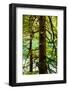 Tongass National Forest, Alaska-Mark A Johnson-Framed Photographic Print