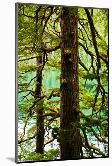 Tongass National Forest, Alaska-Mark A Johnson-Mounted Photographic Print