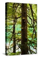 Tongass National Forest, Alaska-Mark A Johnson-Stretched Canvas