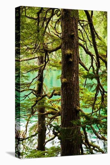 Tongass National Forest, Alaska-Mark A Johnson-Stretched Canvas