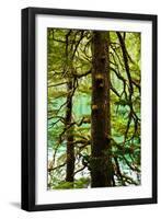 Tongass National Forest, Alaska-Mark A Johnson-Framed Premium Photographic Print